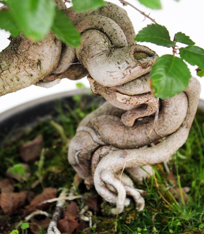 Carpino Bonsai