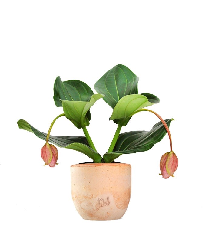 Medinilla Magnifica