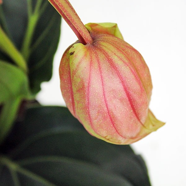 Medinilla Magnifica