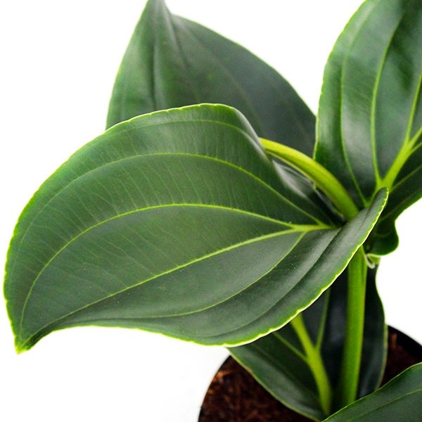 Medinilla Magnifica