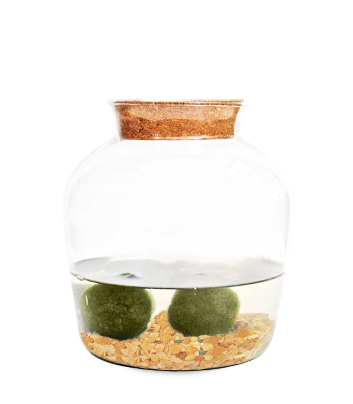 Marimo in vetro