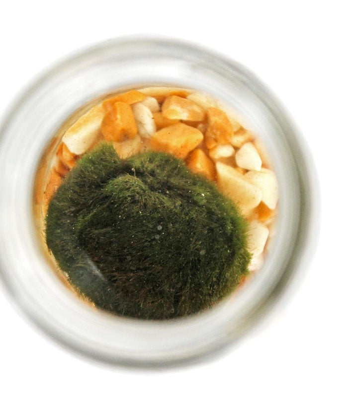 Marimo in vetro Single