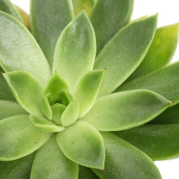 Echeveria Agavoides