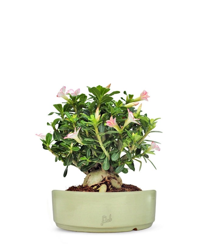 Adenium Obesum | rosa del deserto