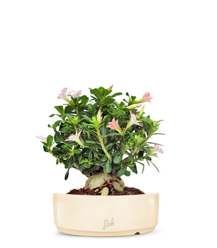 Adenium Obesum | rosa del deserto