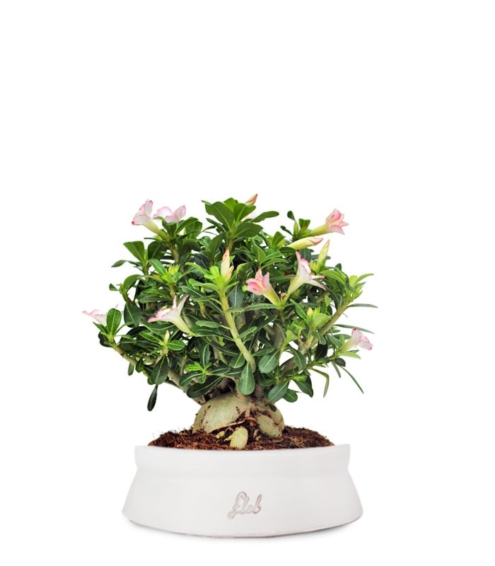 Adenium Obesum | rosa del deserto