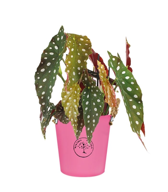 Begonia Maculata Wightii vaso 17