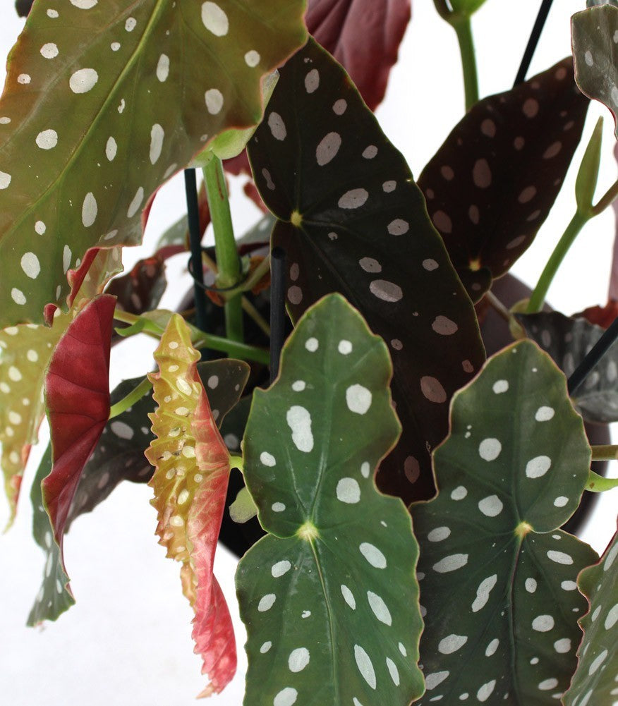 Begonia Maculata Wightii vaso 17