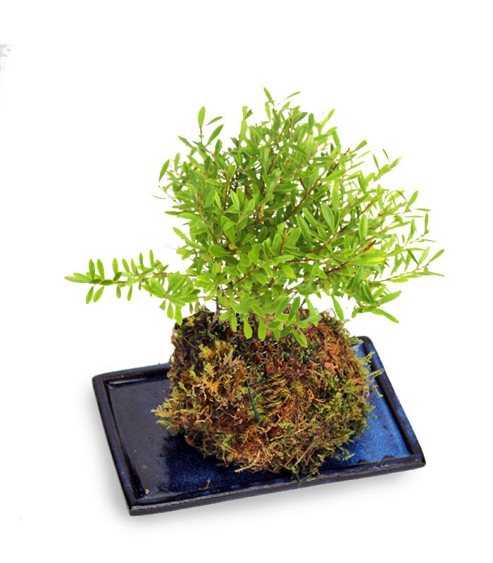 Mirto in kokedama