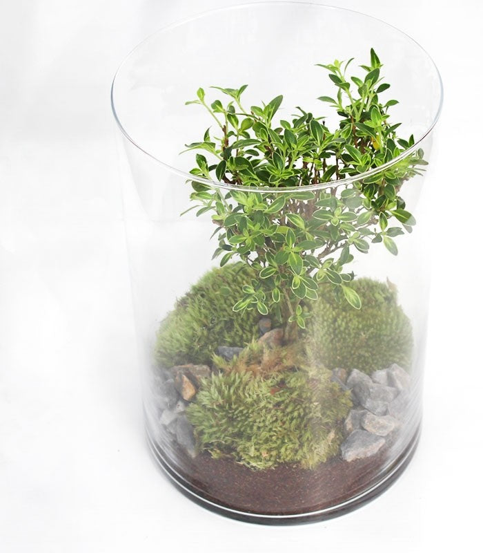 Serissa bonsai in terrarium