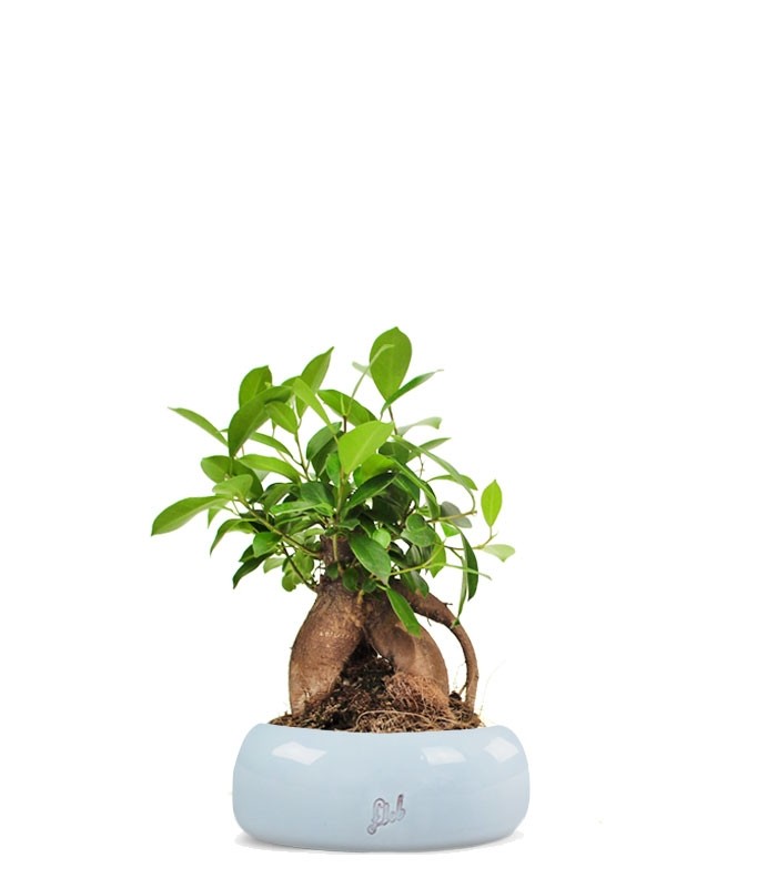 Ficus Retusa Bonsai M