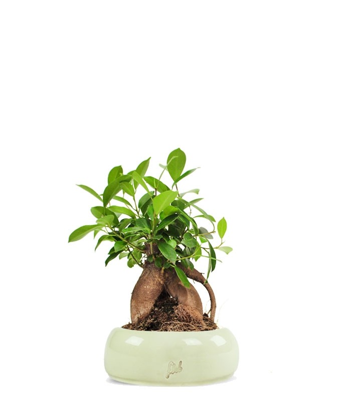 Ficus Retusa Bonsai M
