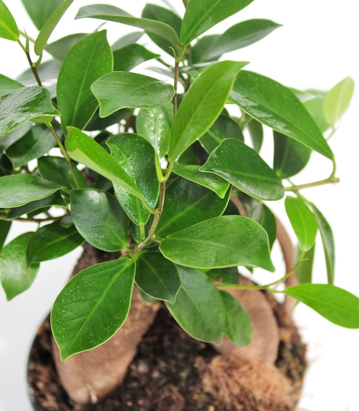 Ficus Retusa Bonsai M