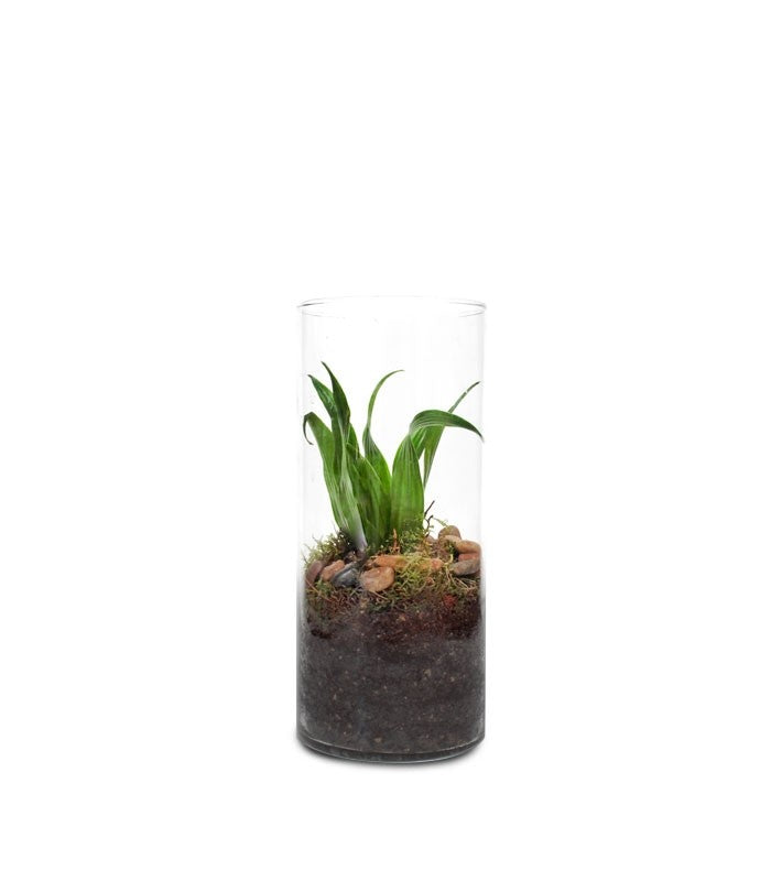 Dracena in vetro