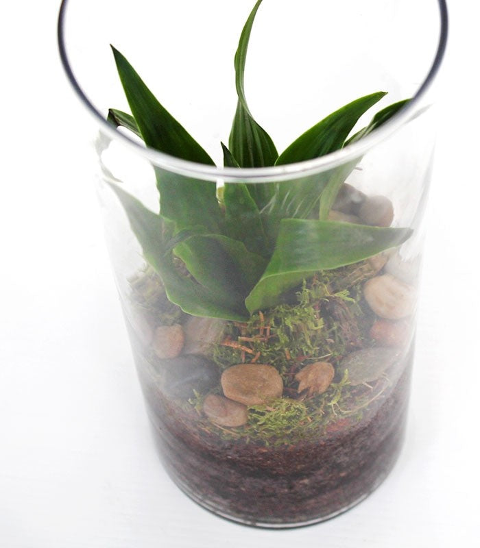 Dracena in vetro