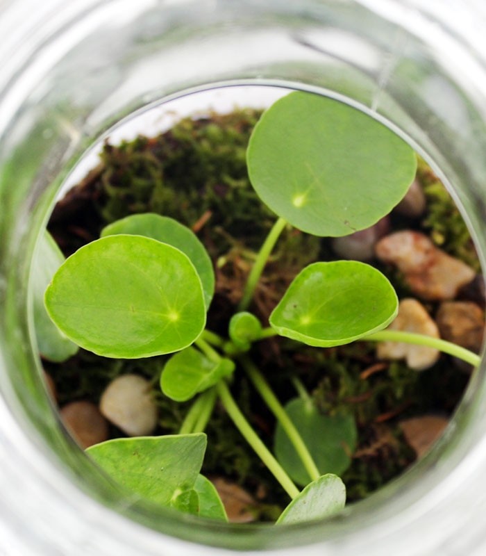 Pilea in terrarium
