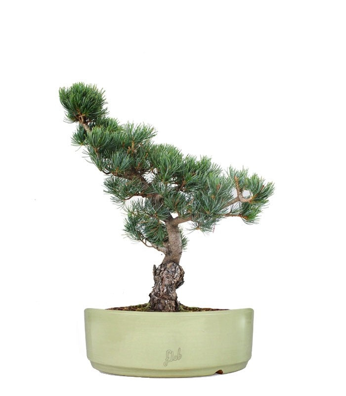 Pino Parviflora Pentaphylla Bonsai L