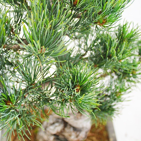 Pino Parviflora Pentaphylla Bonsai L