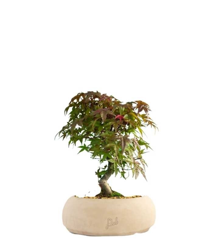 Acero Deshojo bonsai impalcato