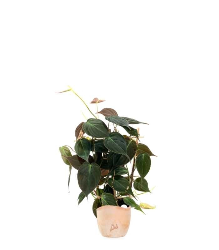 Filodendro Scandens Micans con Spalliera