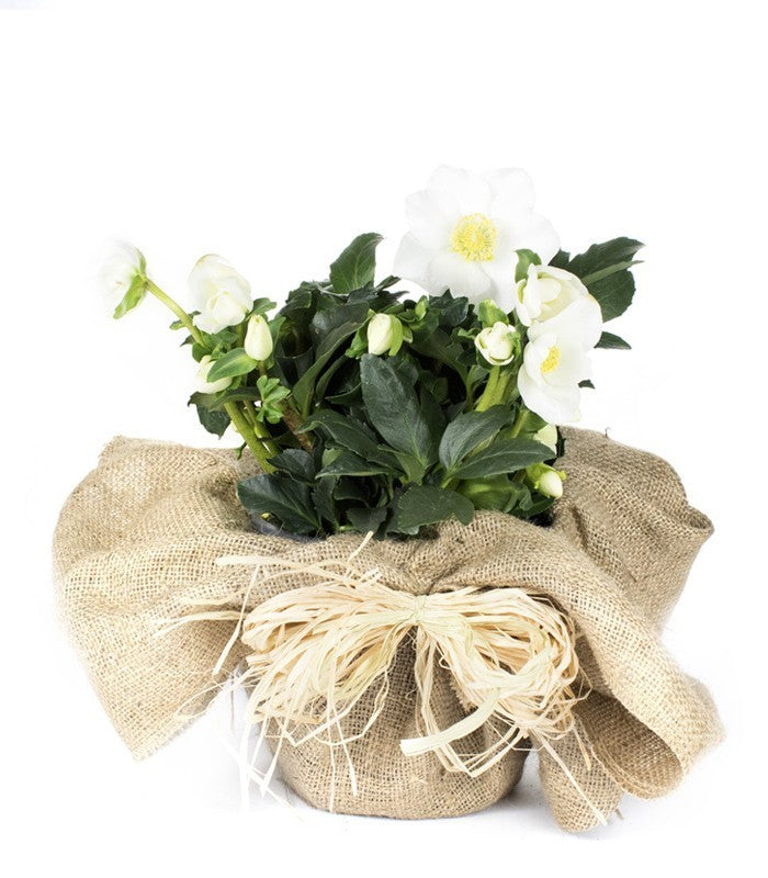 Rosa di Natale vaso 17