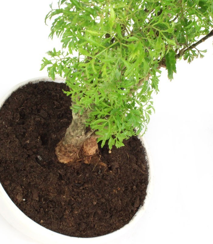 Polyscias Fruticosa vaso ciotola in terracotta