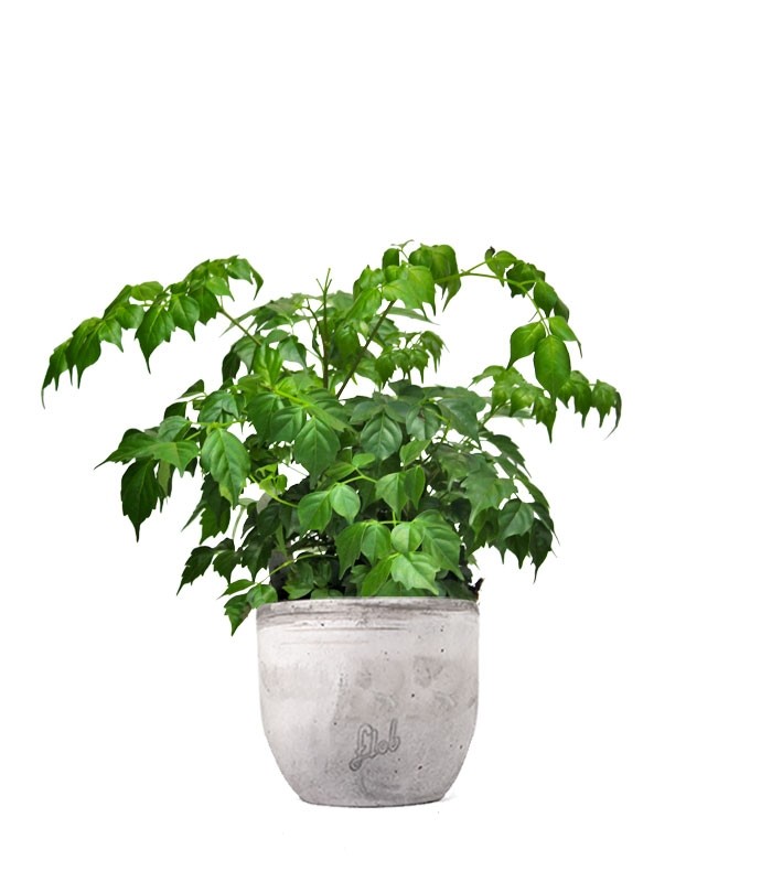 Radermachera in vaso