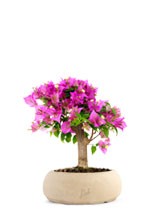 Bougainvillea Kit