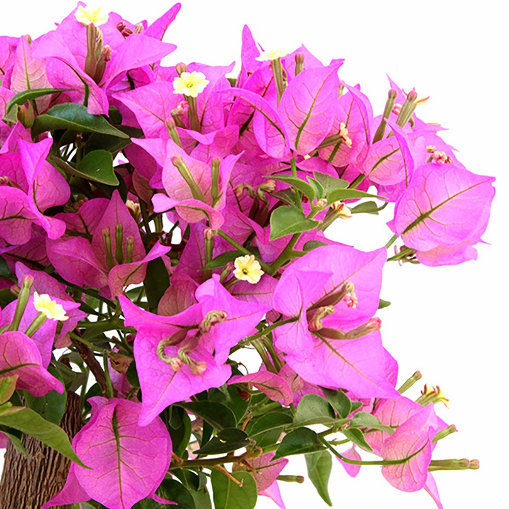 Bougainvillea Kit