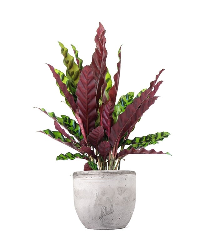 Calathea lancifolia