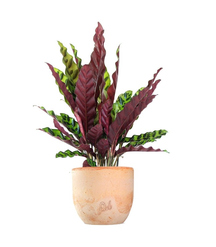 Calathea lancifolia