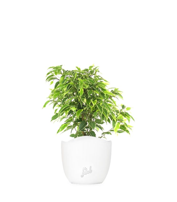 Ficus beniamino - variegato