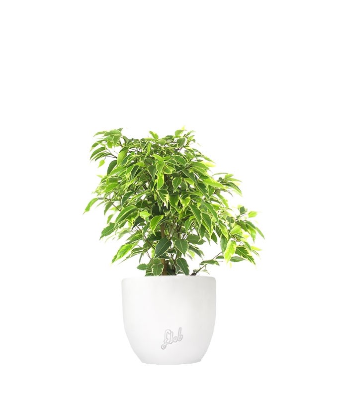Ficus beniamino - variegato