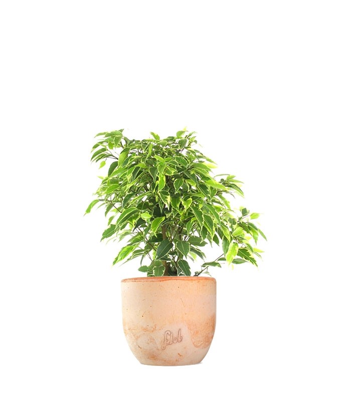 Ficus beniamino - variegato