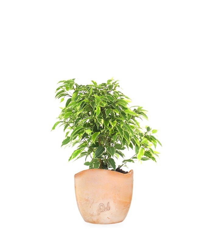 Ficus beniamino - variegato