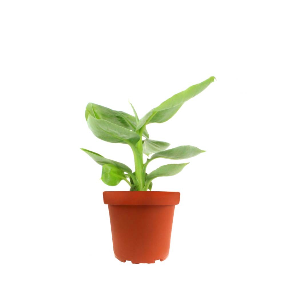 Pianta di banano tropicale