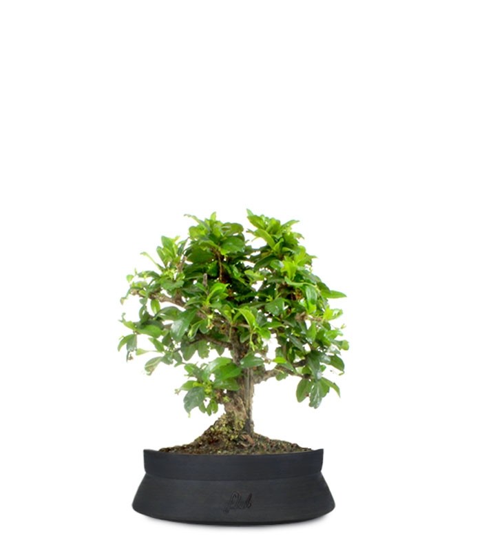 Bonsai Carmona