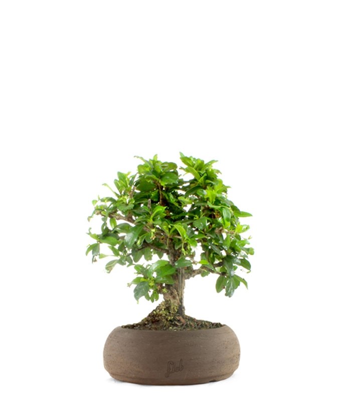 Bonsai Carmona