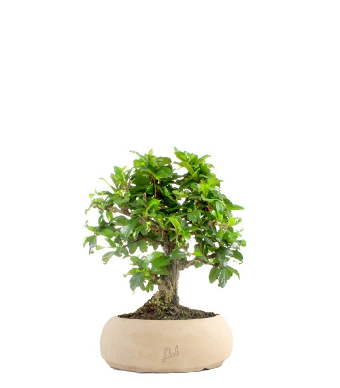 Bonsai Carmona