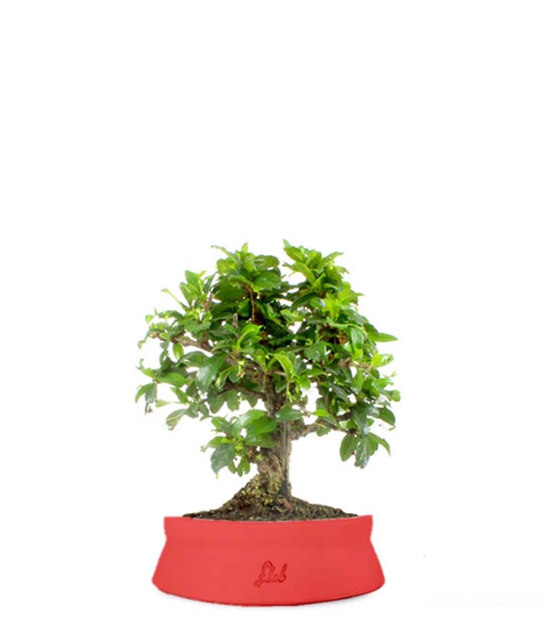 Bonsai Carmona