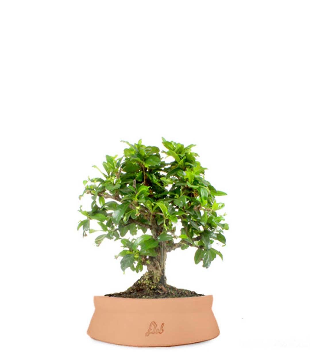 Bonsai Carmona