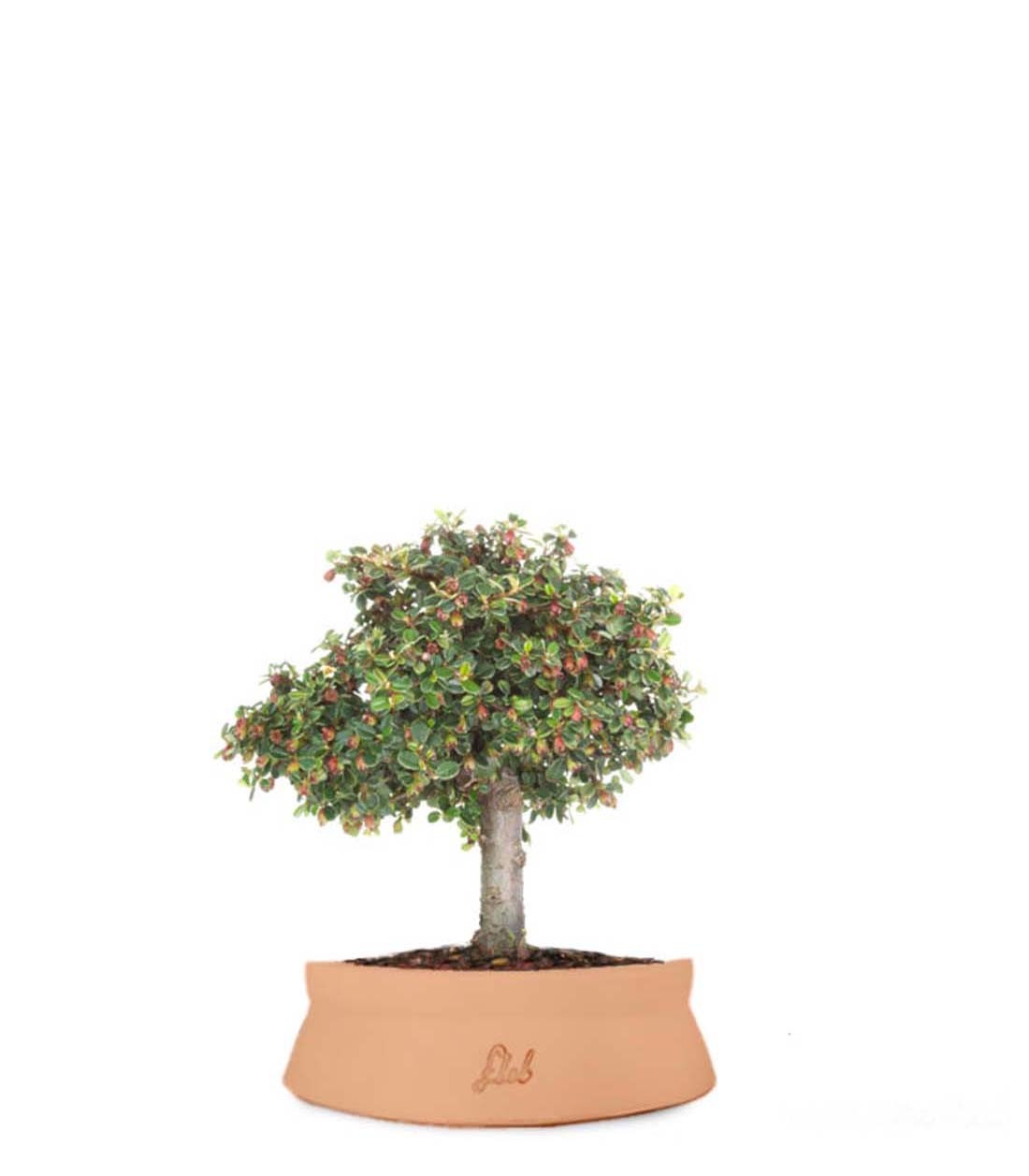 Cotoneaster Alberello