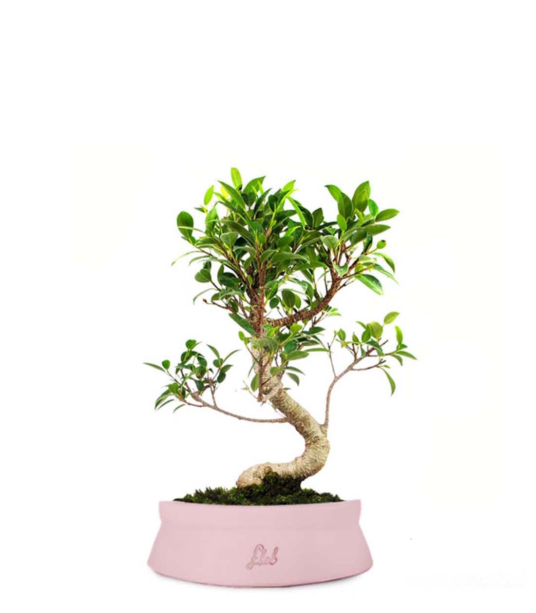 Ficus Retusa S