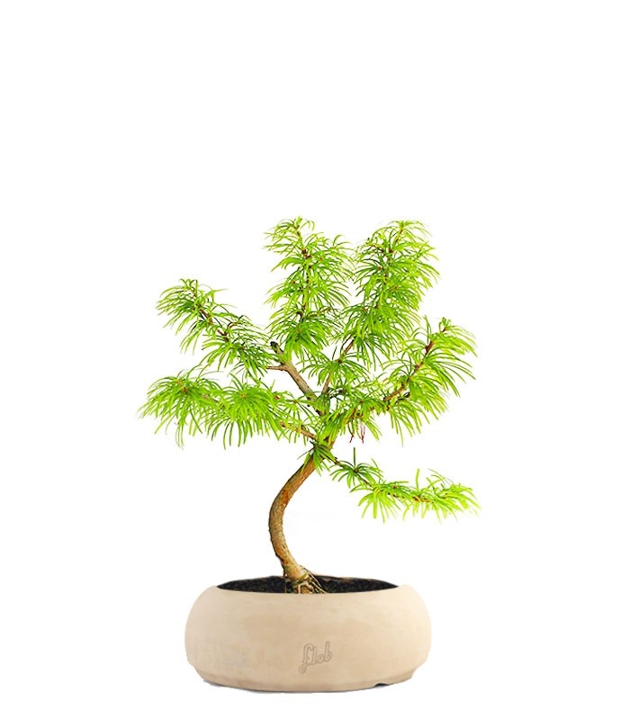Pseudolarix S