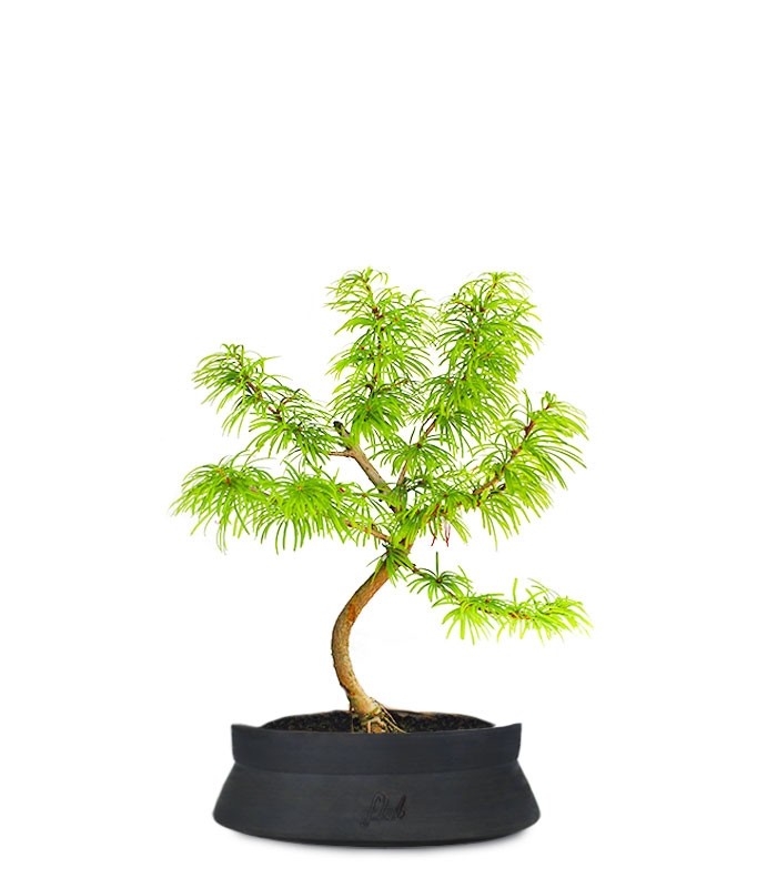 Pseudolarix S