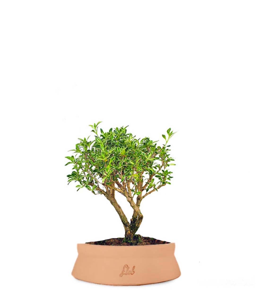 Serissa Variegata Bonsai