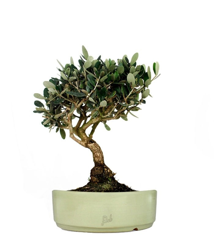 Olivo L