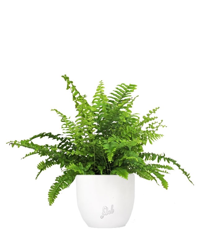 Felce Nephrolepis Obliterata