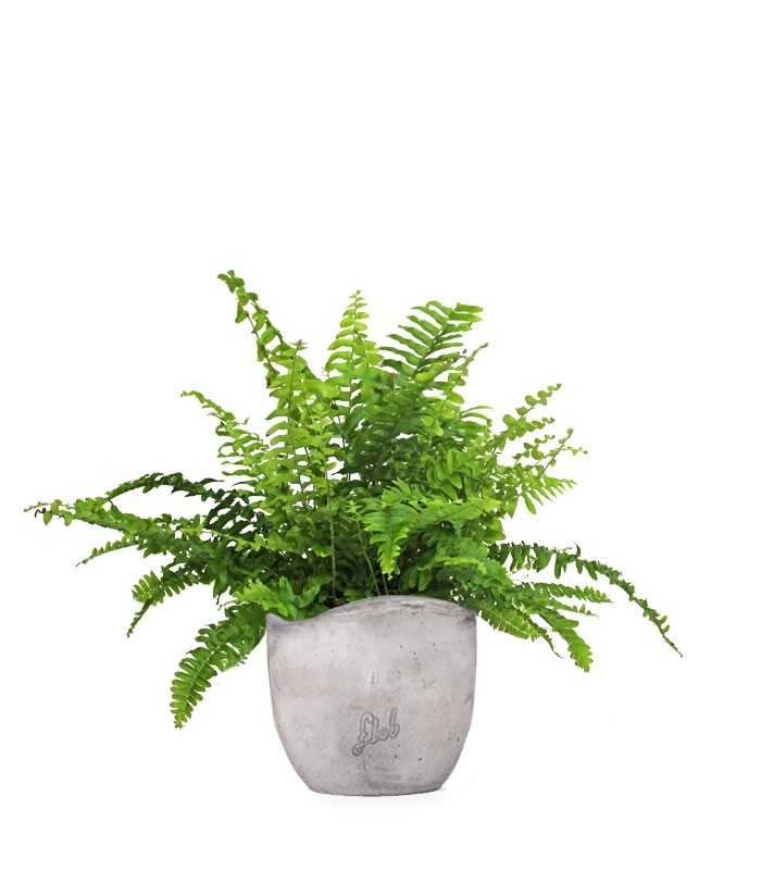 Felce Nephrolepis Obliterata