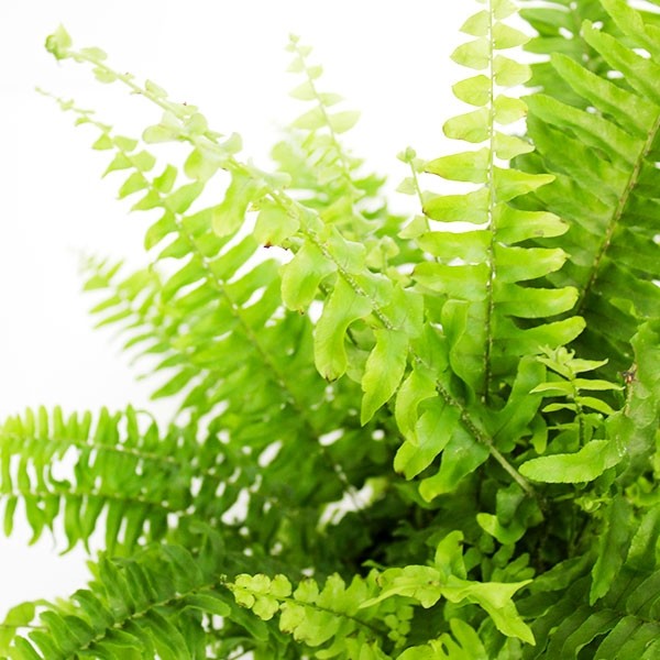 Felce Nephrolepis Obliterata